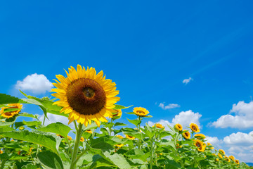 青空とひまわり畑と白い雲　夏イメージ　奈良県営馬見丘陵公園