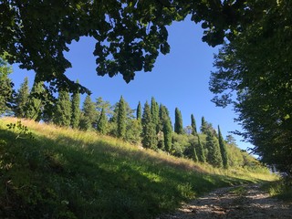 pine trees in the mountains