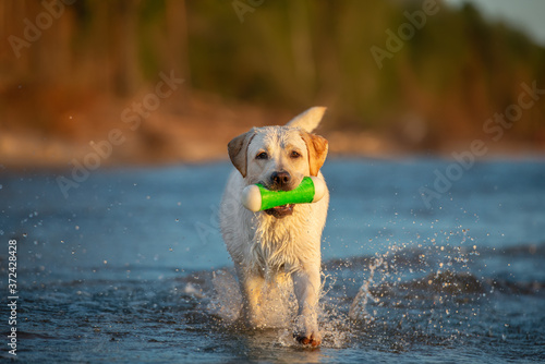 Fotografía happy labrador dog fetching a toy from water on the beach