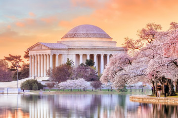 Fototapete - Jefferson Memorial during the Cherry Blossom Festival