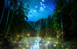 Fantastic night forest