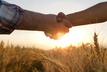 Two Farmers Shake Hands Against The Background Of A Wheat Field. Conclusion Of A Contract.