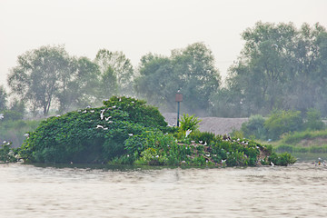 Wall Mural - small island in the lake with nesting gulls