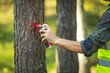 logging industry - forestry engineer marking tree trunk with red spray for cutting in deforestation process