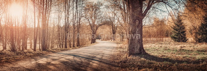 Wall Mural - asphalt road panorama with sun in spring morning