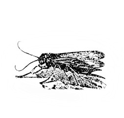 Illustration of wasp in the old book Encyclopedic dictionary by A. Granat, vol. 6, S. Petersburg, 1894