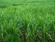 © เกรียงไกร พูลสวัสดิ์ - Sugarcane fields with many small trees are growing.