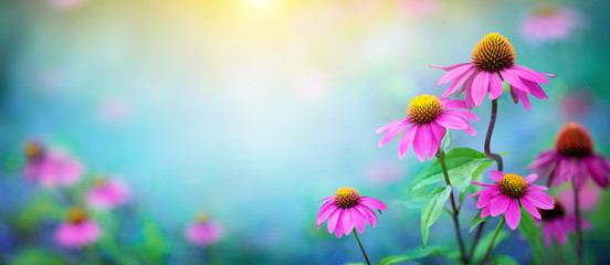 Beautiful Pink flowers Echinacea  close-up on a blurred background. Echinacea Purpurea (Purple coneflower) medicinal plant it is used to strengthen the immune system.