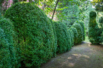 Wall Mural - Old Boxwood Buxus sempervirens or European box in landscaped summer garden. Trimmed green boxwood bushes immediately after cutting with an electric brush cutter. Place for your text.