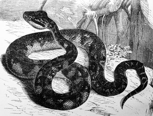 Snake Surukuku in the old book Encyclopedic dictionary by A. Granat, vol. 3, S. Petersburg, 1896