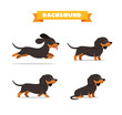 cute dachshund dog animal pet with many pose bundle set