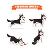 cute husky dog animal pet with many pose bundle set