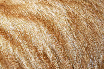 Wall Mural - Ginger cat fur texture background.