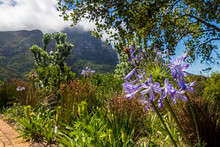 Blue African Lily Agapanthus Praecox Flowers With Mountain Background, Kirstenbosch, Cape Town.