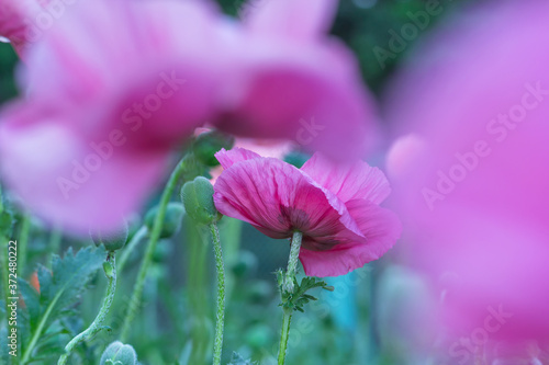 Fresh beautiful pink poppies on green field.