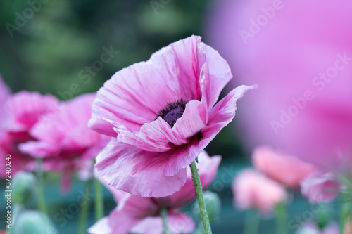 Fresh beautiful pink poppies on green field.