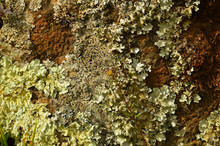 Lichen On Exposed Soil Surface