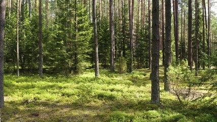 Wall Mural - Drone shot flying on summer pine tree forest. 