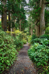 Wall Mural - forest path with old trees and green foliage