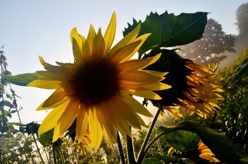 Wall Mural - Close-up of a sunflower with raindrops early in the morning