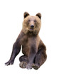 © fotomaster - Brown bear sits isolated on a white background.