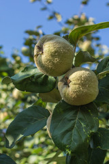 Wall Mural - Quince fruits on the tree. Foods useful for the liver and pancreas. Fruits and leaves. Traditional medicine against viruses, flu, colds. Antiviral agent. Autumn fruits. Health without pills and drugs.