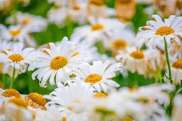 Canvas Print - beautiful daisies in the garden in summer close up