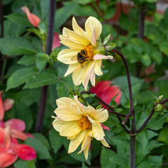 Bumblebees collecting pollen from garden flowers in bloom