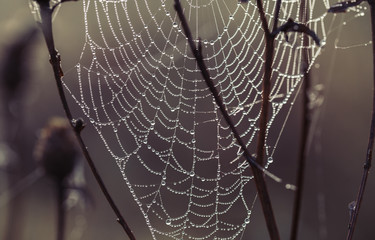 Wall Mural - Dry meadow plants covered by morning dew and spider web in sun rays.