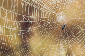 Wall Mural - Spider web caught small fly in sun rays covered by dew.