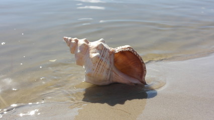 sea shell on the beach