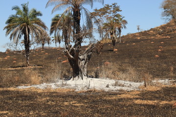 Wall Mural - burnt tree