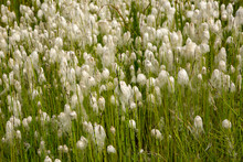 Cotton Grass Flowers In A Small Meadow Along Petersville Road, West Of Talkeetna, AK.