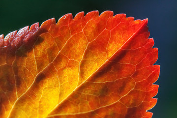 Closeup natural autumn fall macro view of red orange leaf glow in sun on blurred green background in garden or park. Inspirational nature october or september wallpaper. Change of seasons concept.