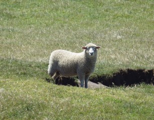 sheep in a field