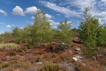 Heather and fern in the ecological reserve of Coquibus. Hiking trail in Fontainebleau forest