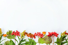 Autumn Floral Composition. Frame Made Of Autumn Plants Viburnum Berries Orange Flowers Isolated On White Background. Autumn Fall Natural Plants Ecology Wallpaper Concept. Flat Lay Top View, Copy Space