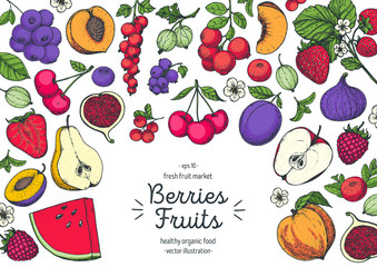 Berries and fruits colorful collection. Hand drawn vector illustration. Hand drawn berry and fruit. Blueberry, pear, peach, cherry, fig, plum, watermelon, currant, cranberry, apricot, raspberry.