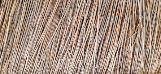  background from dry reeds.
