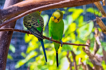 Sticker - Melopsittacus undulatus known as budgerigar, budgie or parakeet