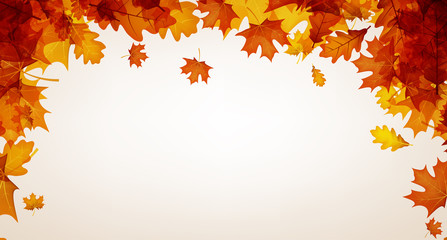 autumn red oak and maple leaves.