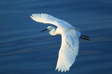 Beautiful Great White Egret Flying With Wings Open A White Crane Stalking To Hunt On Fish Egret Heron Bird Flying With Full Wing Open In Blue Sky At Background