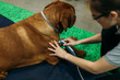 © Gala Martínez López/Westend61 - Physiotherapist giving laser treatment to old Labrador Retriever at center