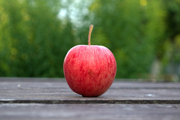 red apple in the garden