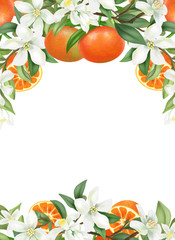 Wall Mural - Card template, frame of hand drawn blooming mandarin tree branches, flowers and mandarins on white background