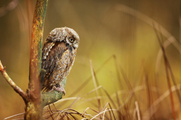 Wall Mural - Scops Owl, Otus scops, sitting on tree branch. Wildlife animal scene from nature. Little bird, owl close-up.