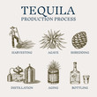 Tequila production process. Glass bottle, shot with lime, Distilled alcohol, blue agave Plant, barrel and farmer and harvest. Retro poster or banner. Engraved hand drawn vintage sketch. 