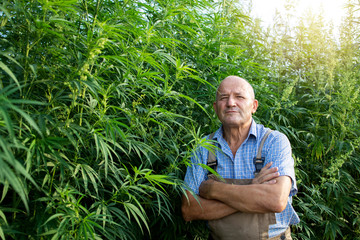 Wall Mural - Portrait of senior agronomist standing by hemp or cannabis field. Cannabis sativa plant in background.