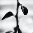 Leaf in Black & White, Partial Focus