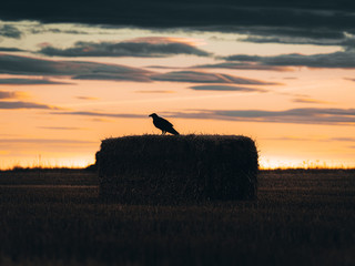 Atardecer en el campo con pájaro volando